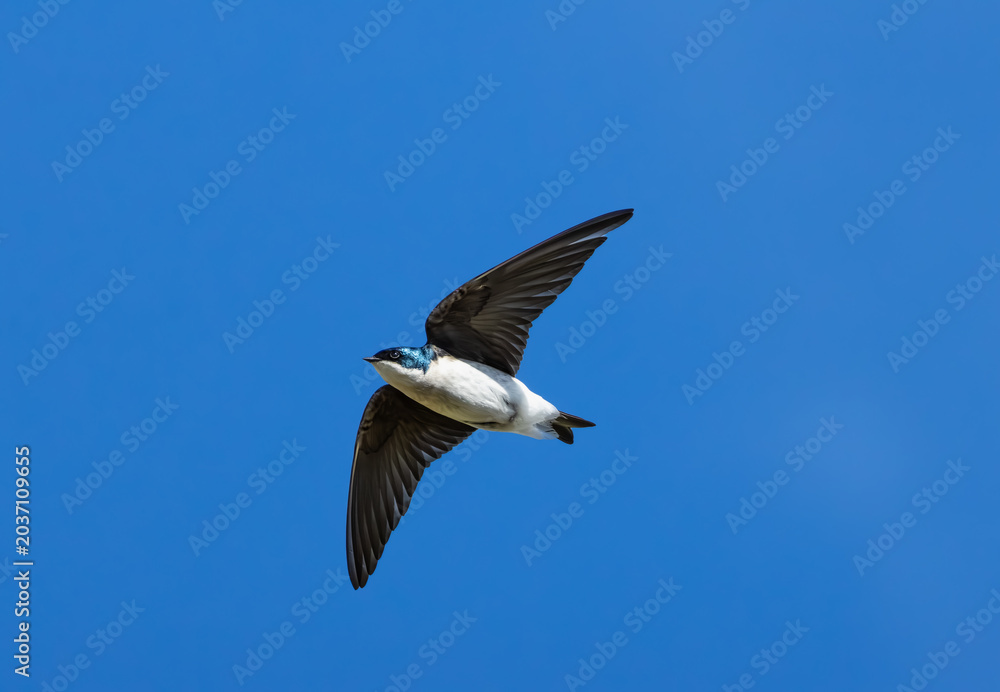 Obraz premium tree swallow flying in sky