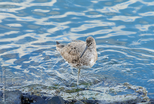 Картината върху платно Willet standing next to the whore