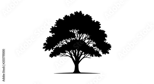 Bild auf Leinwand Large tree silhouette with sprawling branches and leaves on white background