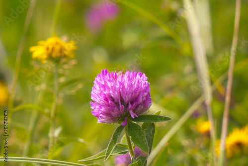Red clover flower in a meadow