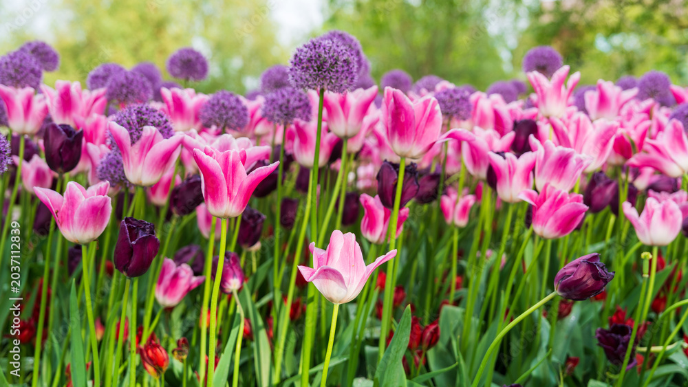 Fototapeta premium Pink and Purple Tulip Border in Keukenhof Park