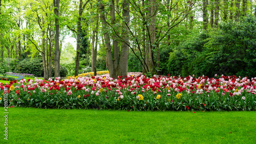 Foto Pink and White Tulip Border in Keukenhof Park