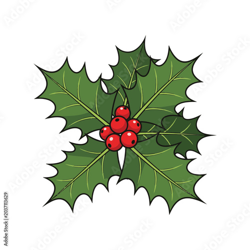 Christmas holly branch with green leaves and red berries isolated on white background vector.