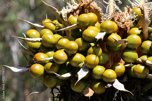 A close-up view of a cluster of green, rounded seeds growing on a female cycad plant