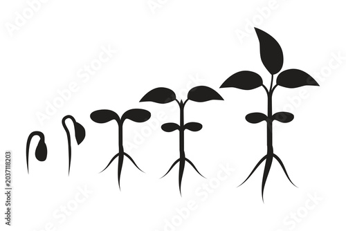 Plant growing icons. Different steps of growing plants. Vector illustration in cartoon style. Cultivation and botanical, step growing order. Agricultural plants, growth set.