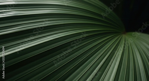 Close-up of a large green leaf with prominent veins and a dark background.