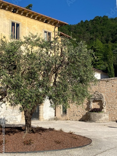 Pianta di ulivo
