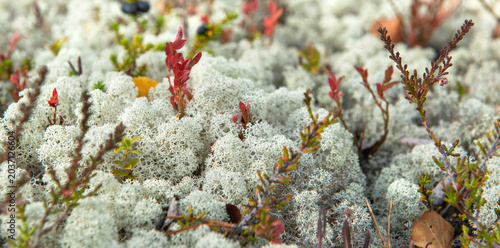 closeup on vegetation in the tundra with red lef and reinder lichen covering the ground in mountain in Norway