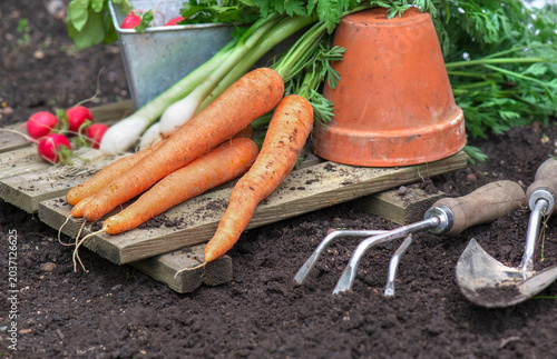 Bunch of organic carrots, oinions and radish harvest in garden placed on a pl...