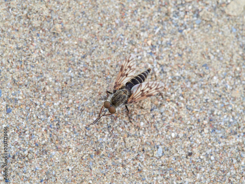 Stiletto flies of the family Therevidae on sandy soil