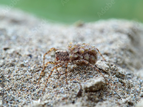 Wolf spider with spiderlings on its abdomen. Genus Pardosa