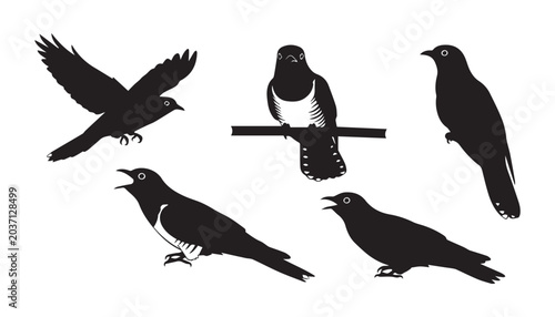 Foto black and white silhouette set of Common cuckoo very high quality vector illustration
