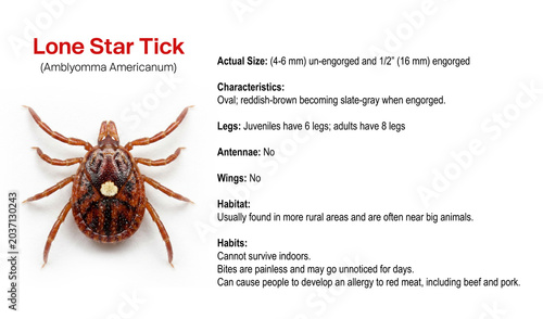 Bild auf Leinwand Lone star tick info graphic. Alpha-gal syndrome. AGS symptoms