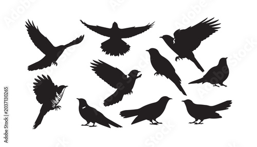 Foto black and white silhouette set of Common cuckoo very high quality vector illustration
