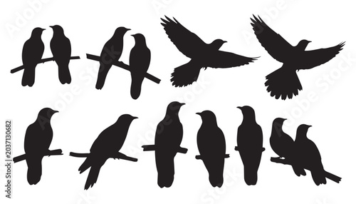 Photos black and white silhouette set of Common cuckoo very high quality vector illustration