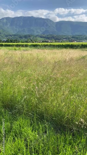 field in the mountains