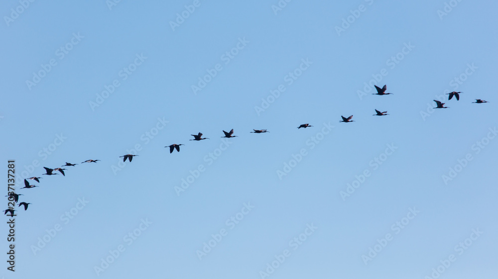 Obraz premium Geese fly in V-formation across open blue sky