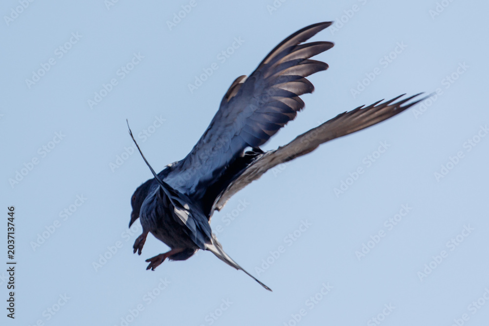 Obraz premium Black bird flies with outstretched wings against a clear blue sky