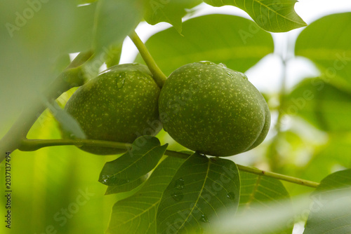 Fotografía Two green walnuts on tree branch with dewy leaves