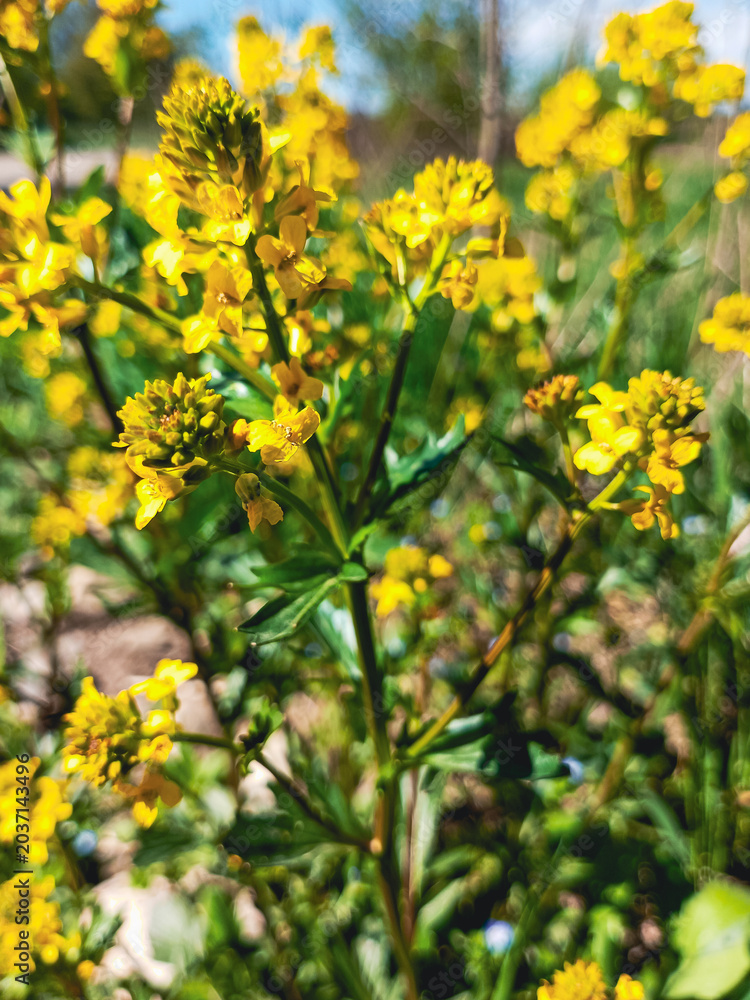 Obraz premium Cluster of small yellow flowers blooming in the sunlight