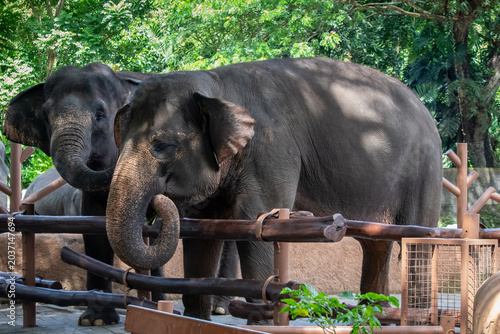 Asian elephants behind a wooden enclosure fence at a zoo