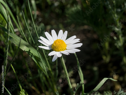 Photography Single daisy chamomile flower with yellow center on a dark green background