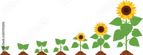 Sunflower growth stages lifecycle sequence illustration showing seedling development blooming plant progression isolated on transparent background