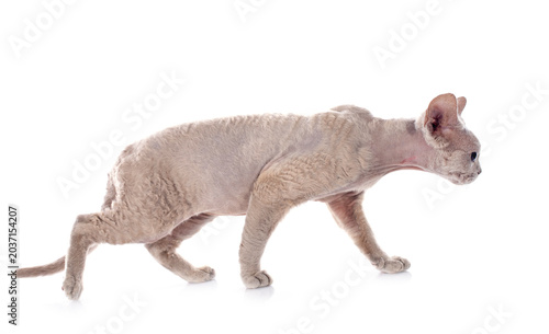 Foto devon rex