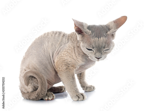 Quadro em tela devon rex