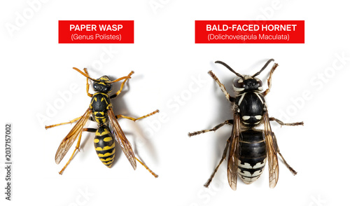 Tablou pe pânză Paper wasp and bald-faced hornet comparison graphic.