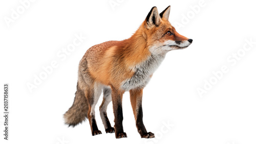 Foto Beautiful wild red fox standing in full length profile view isolated on transpar