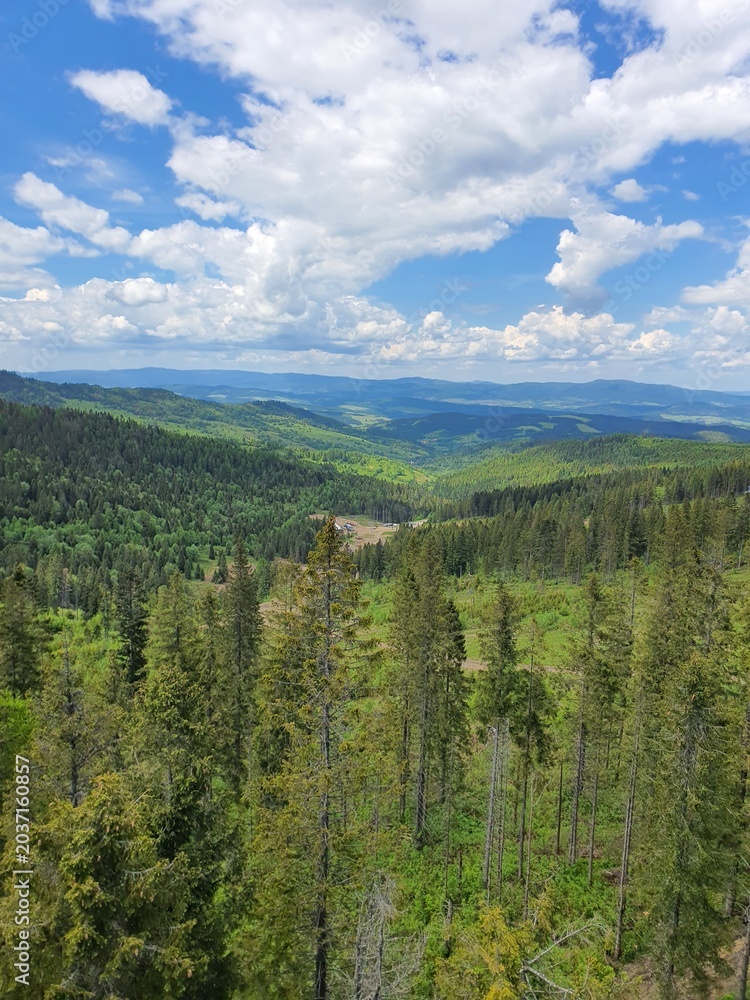 Fototapeta premium Stunning panoramic view of lush green pine forests and rolling hills under a beautiful blue sky with fluffy white clouds. 