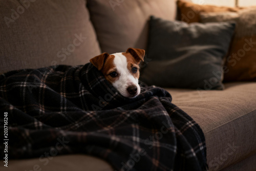 Small dog wrapped in a cozy plaid blanket on a sofa