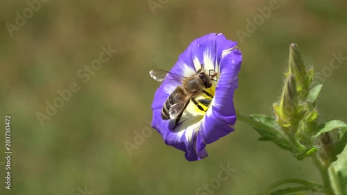 bee in a blue flower