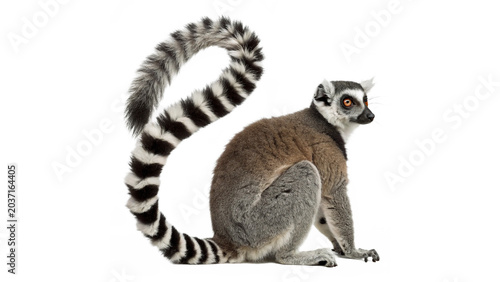 Photography Beautiful wild ring tailed lemur animal sitting full length profile isolated on