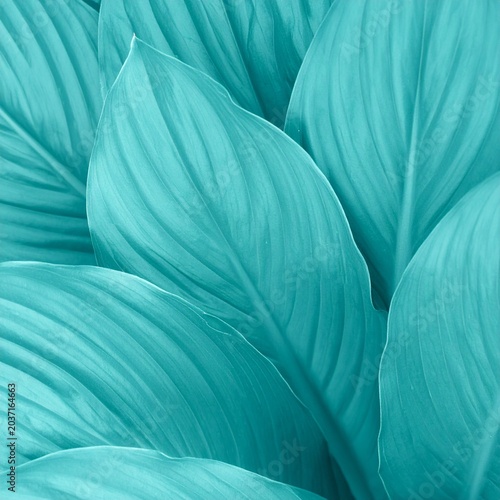 Deep Teal Abstract Botanical Macro Collection — Turquoise Leaf Texture Luxury Nature Background