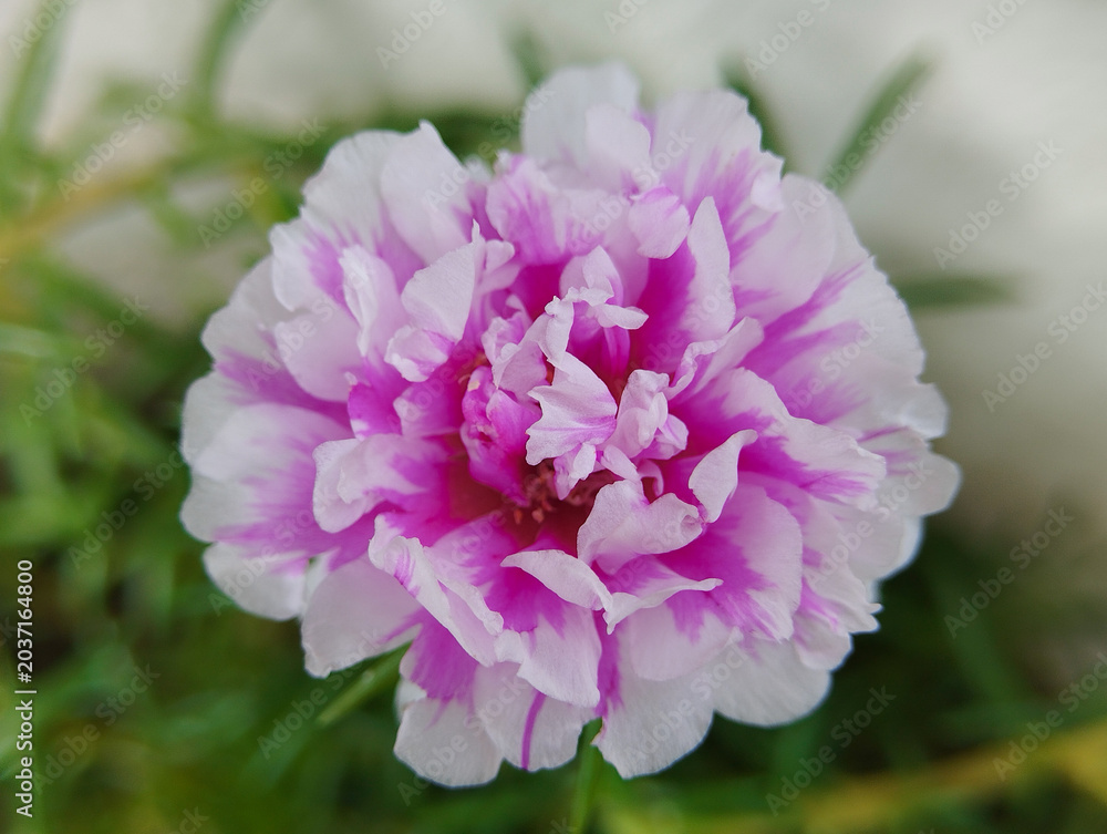 Fototapeta premium Striped Pink and White Portulaca Flower Macro