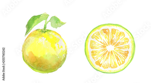 Quadro su tela Watercolor illustration of Jabara Wakayama specialty citrus on transparent backg