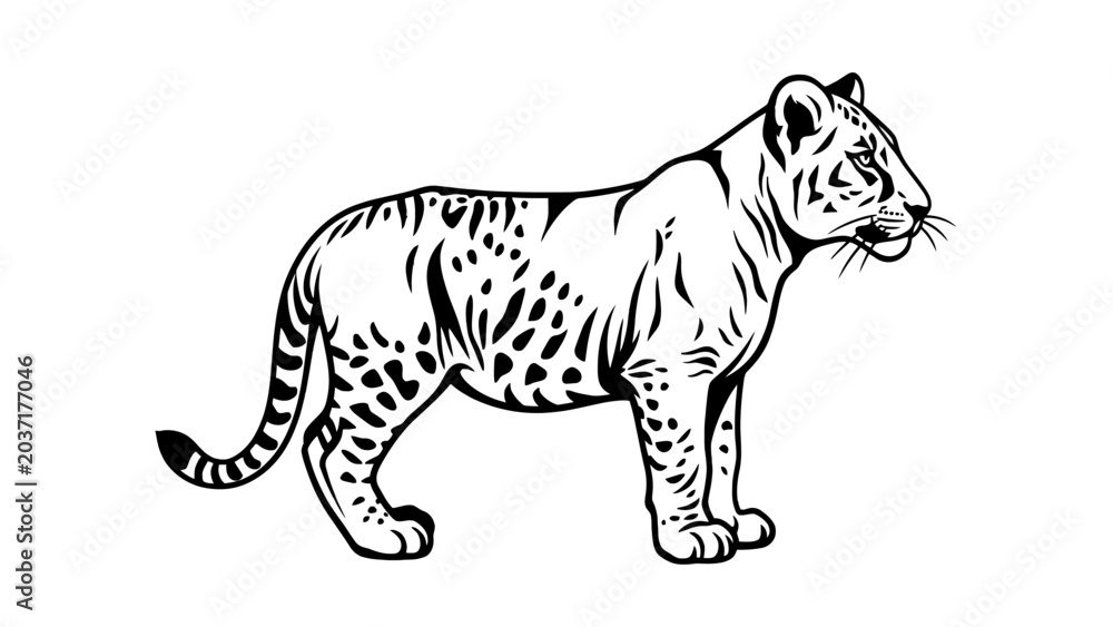 Obraz premium Tiger cub standing in side profile black and white line art