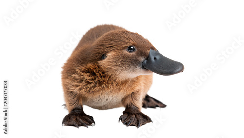 Canvas Print Cute wild platypus animal standing looking forward profile isolated on transpare