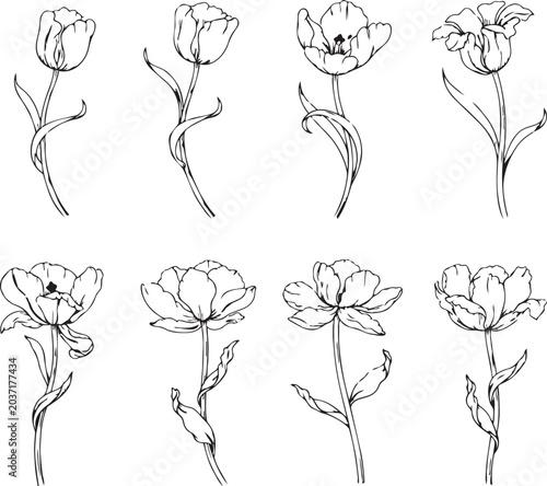 Collection of hand-drawn tulip illustrations elegant botanical line art for spring design and floral motifs isolated on white
