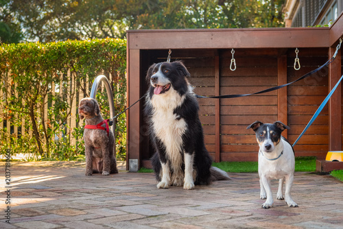 Three Dogs Sitting Near Outdoor Dog Dock Station in Pet Friendly Courtyard