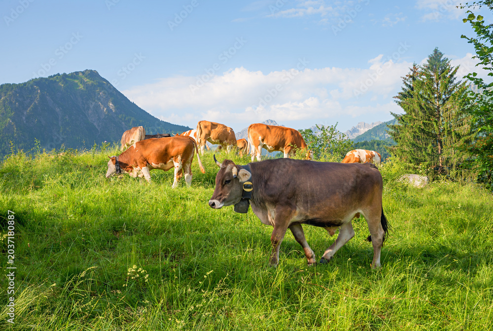 Fototapeta premium grazing cows at alpine meadow, view to allgau alps. landscape above Oberstdorf, germany