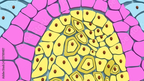 Φωτογραφία Germ layers are the three primary layers of cells—the ectoderm, mesoderm, and endoderm—that form during the early embryonic stage of gastrulation