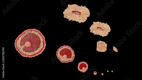 фотографія The development of an ovum (egg cell) occurs in two main phases: follicle maturation (Oogenesis) inside the ovary and early embryonic development after fertilization