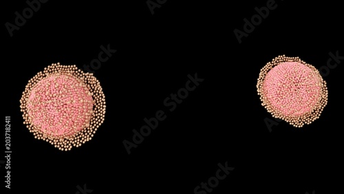 Schilderij op canvas The development of an ovum (egg cell) occurs in two main phases: follicle maturation (Oogenesis) inside the ovary and early embryonic development after fertilization