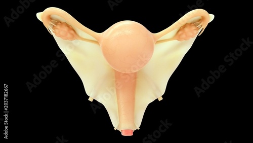 Female Reproductive System Illustration