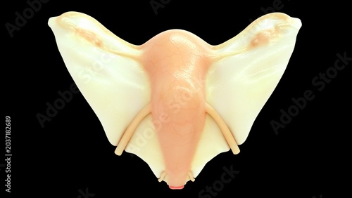 Female Reproductive System Illustration