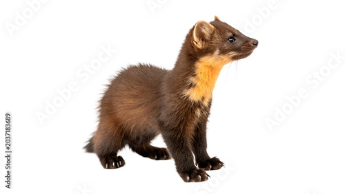 Foto Small wild sable marten animal standing looking forward profile isolated on tran