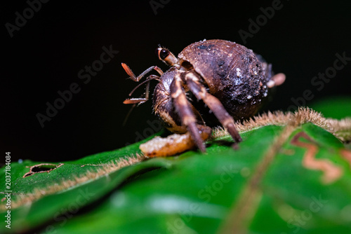 Obraz na plátně a small hermit crab walking on a green leaf with fine texture and sharp details